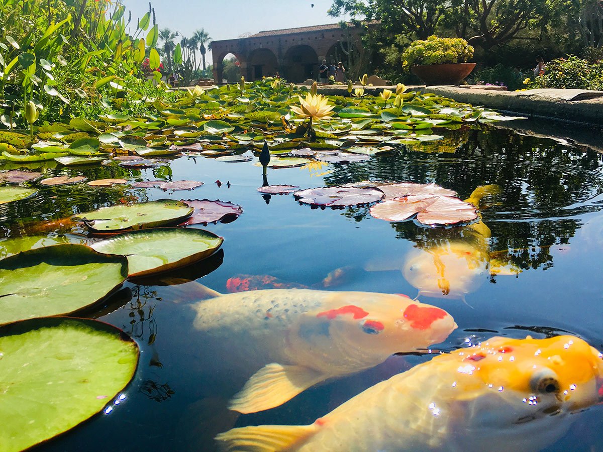 Custom Koi Pond in Scottsdale